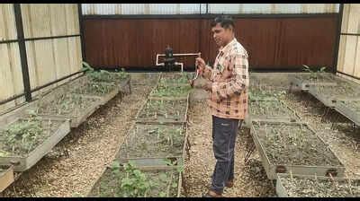 Medicinal plant project in Almora to curb migration and revive hill ...