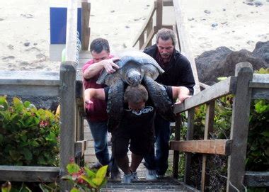 Green sea turtle rescued from Newport beach, doing well - oregonlive.com
