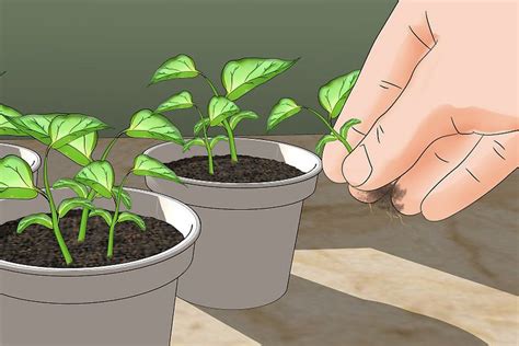 青椒怎么种 青椒种植时间和种植方法详解_爱花网
