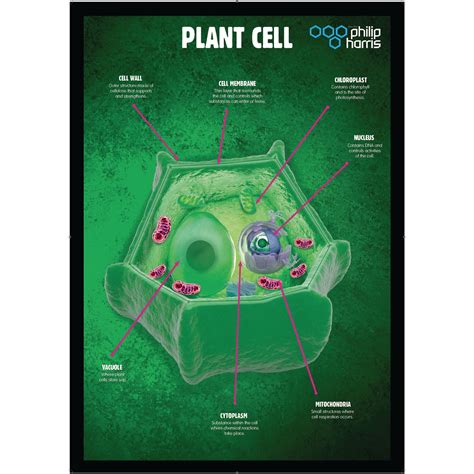 Cell Structure Poster 的图像结果