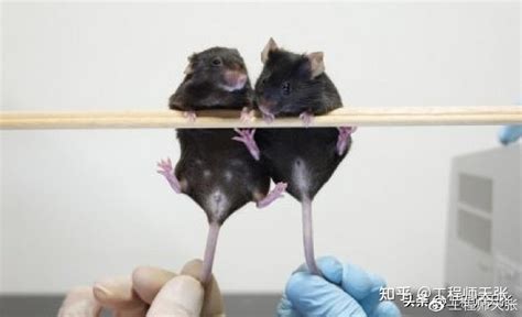 日本科学家用两只公老鼠“产仔”？这并不是全部真相 - 知乎