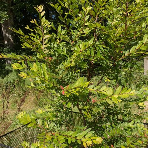 Southern Beech Tree: Complete Guide to Beauty, Benefits & Care – Grow ...