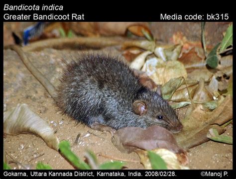 Bandicota indica Bechstein, 1800 - Greater Bandicoot Rat | Mammals