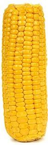 VibeX ® XLR-984 Desi Hybrid Corn (Bhutta) Seed Seed Price in India ...