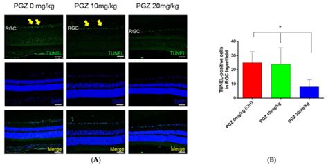 Protective Effect of Pioglitazone on Retinal Ganglion Cells in an ...