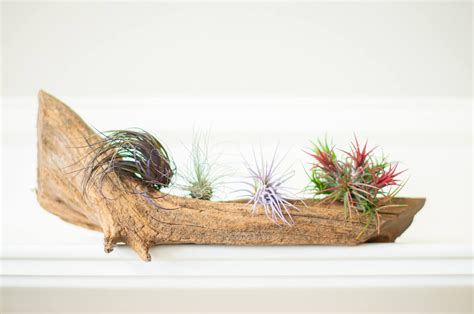 How to Grow Air Plants 的图像结果