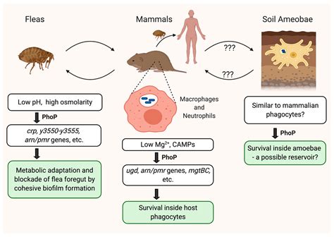 Yersinia pestis: Introduction and morphology - Overall Science