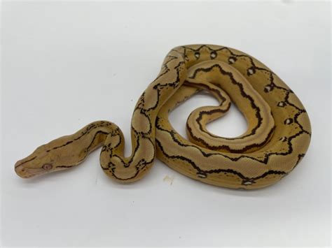 Image result for Mocha Marble Reticulated Python