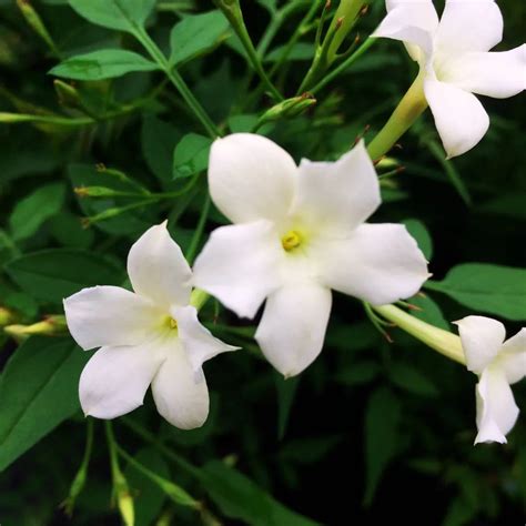 Juhi | Jui Plant | Indian Jasmine | Jasminum Molle ( White ) - Plant ...
