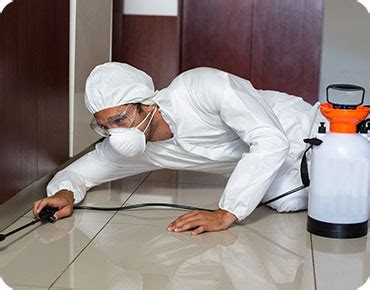 Pest Experts | Homepage