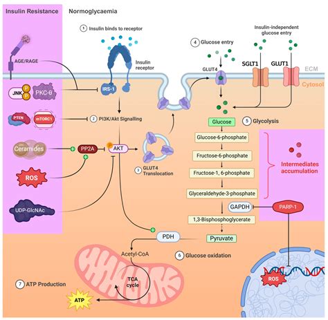 Metabolic and Mitochondrial Dysregulations in Diabetic Cardiac ...