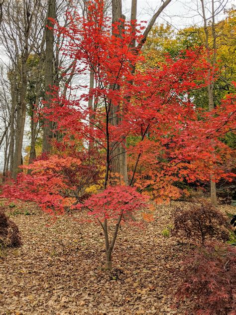Types Of Japanese Maples at Rebecca Hart blog
