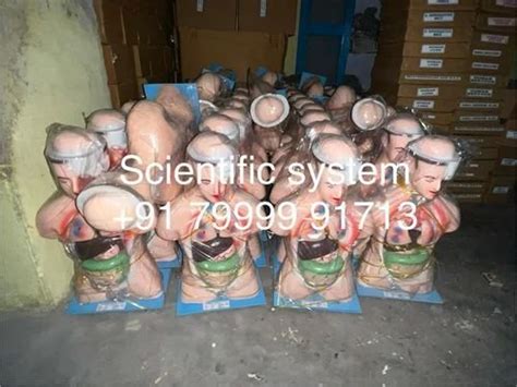 Human Torso Model Manufacturer, Supplier from Ambala