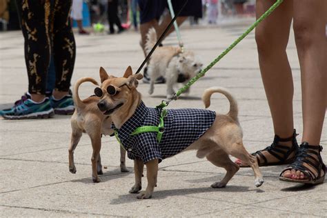 Perritos se manifiestan en Polanco; sus dueños quieren que abran un ...