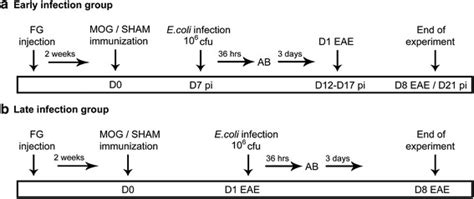 Image result for Fluoro Guided Injection