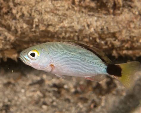 Image result for Snapper Animal