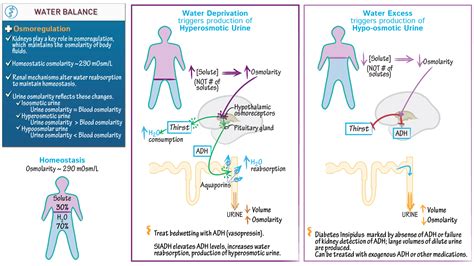 Anatomy & Physiology: Water Balance | ditki medical & biological sciences