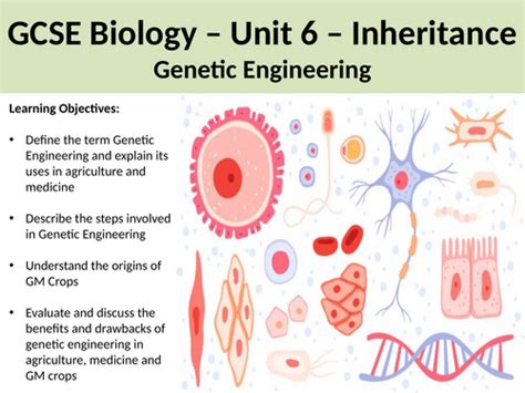 Basic Genetic Engineering GCSE Science OCR 的图像结果