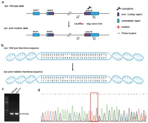 The role of gut microbiota in colon cancer caused by Apc mutation