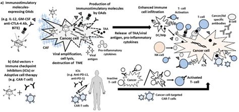 Adenovirus and Immunotherapy: Advancing Cancer Treatment by Combination