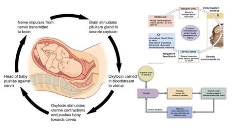Image result for Positive Feedback Loop Example
