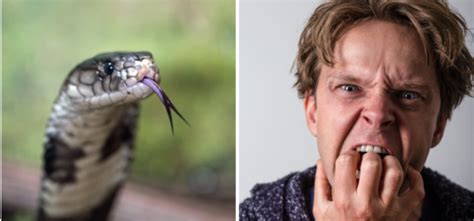 Snake Bites Man's Penis While He Was On Toilet