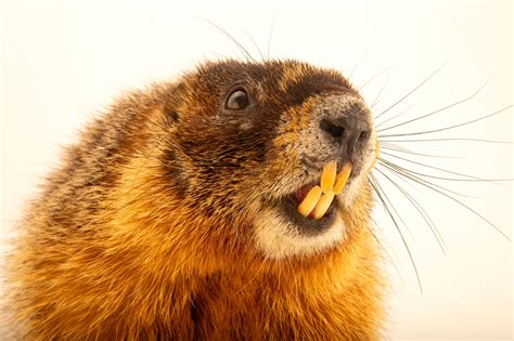 ANI049-00074 - Joel Sartore