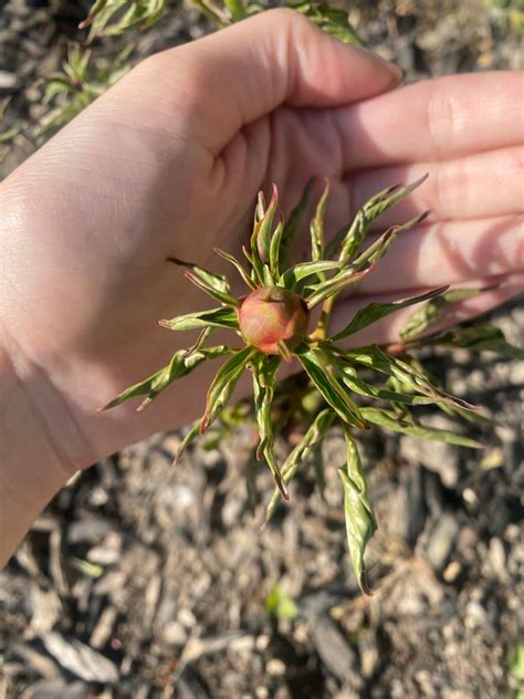 Peonies leaves are curling : r/gardening