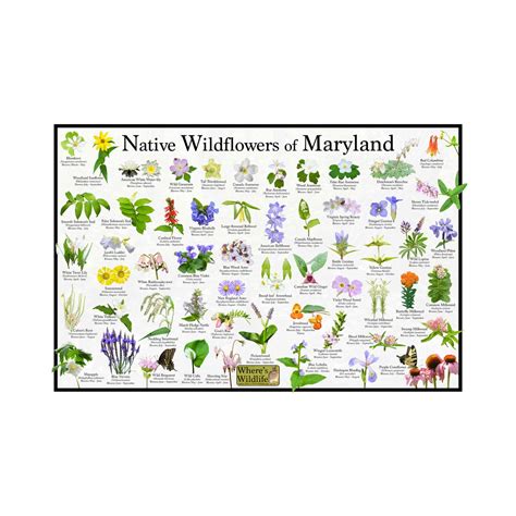 Native Wildflowers of Maryland Flower Identification Poster / State ...