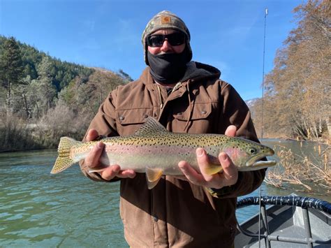 Trinity River Fish Report - Trinity River - Trinity River steelhead ...