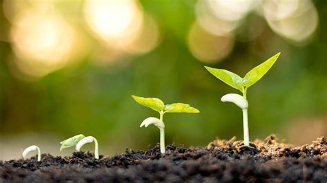 Image result for Development Time-Lapse