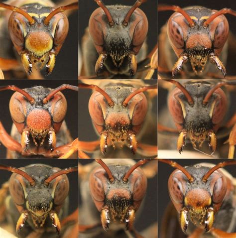 Wasps Can Recognize Faces | National Geographic