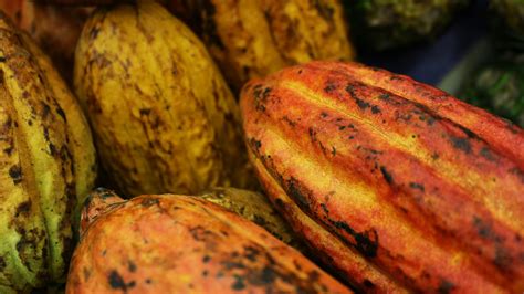 What Is Cocoa? 7 Things You Should Know » The Cocoa Circle