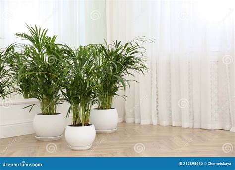 Beautiful Indoor Palm Plants on Floor in Room. House Decoration Stock ...