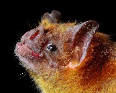 Vampire Bat