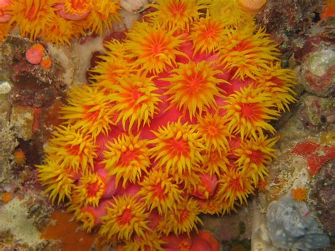Coral Reef Plants