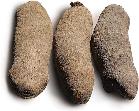 Buy Fresh African Yam Tubers Roots Ñame 10 Pounds Online at Lowest ...