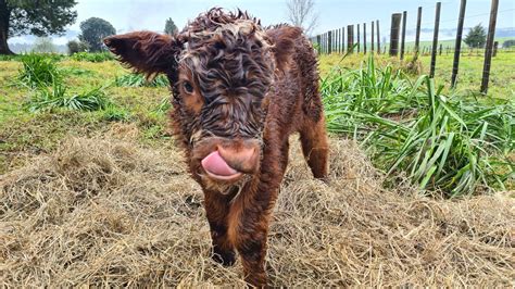 Udderly Adorable New Addition to Te Waimate Mission’s Staff | Heritage New Zealand Pouhere