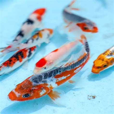 Live Koi Fish