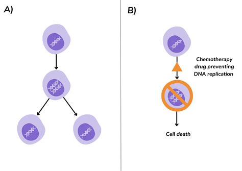 Chemotherapy and breast cancer: All you need to know - OWise US