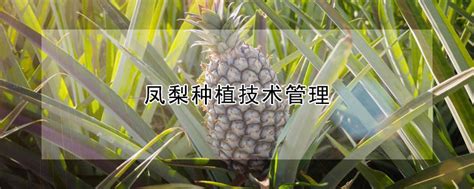 凤梨种植方法和技术 —【发财农业网】