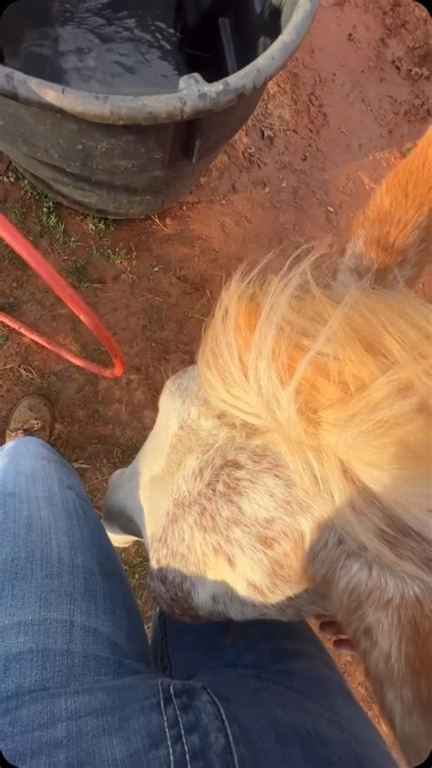 Rust Ridge Ranch LLC (@rust_ridge_ranch) • Instagram photos and videos