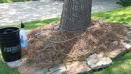 Image result for Tree Injection Insecticide