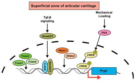 Regulatory Mechanisms of Prg4 and Gdf5 Expression in Articular ...