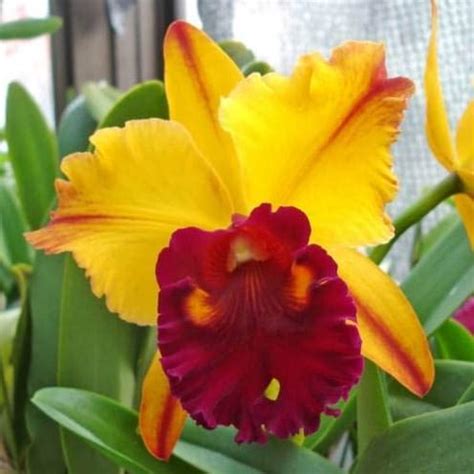 Siam Garden Blc. ThongSuphan Gold Very Rare Exotic Cattleya Orchid Tree ...