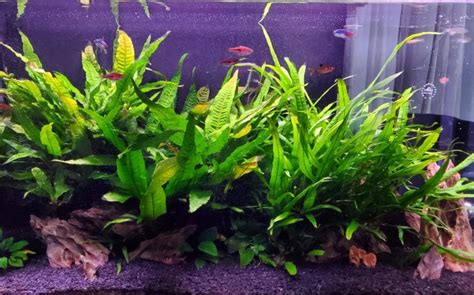 Java Fern Small Leaves at Tip 的图像结果