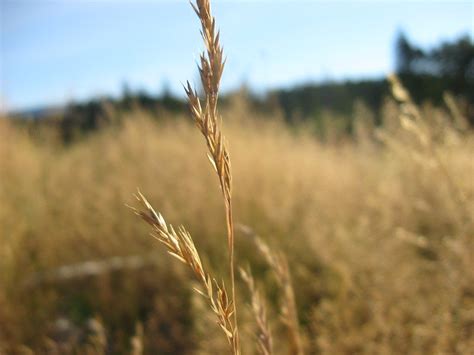 Despite Handsome Hike in MSP for Wheat, Challenges Remain - The Wire