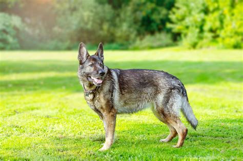 German Shepherd Grey