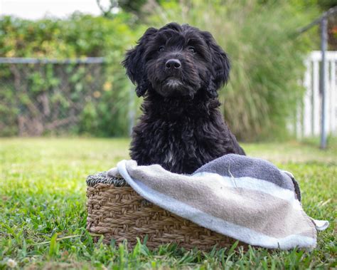 Mini Black Goldendoodle