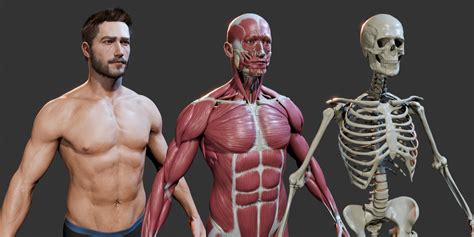 Image result for Blender Tutorial Human Body